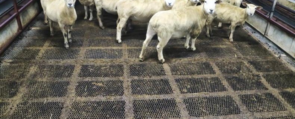 一群羊站立在钢板网做成的地板上。